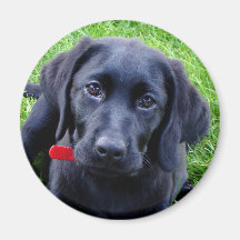 Black Lab puppy magnet