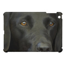 Black Labrador Dog