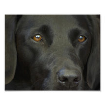 Black Labrador Dog Art Photo