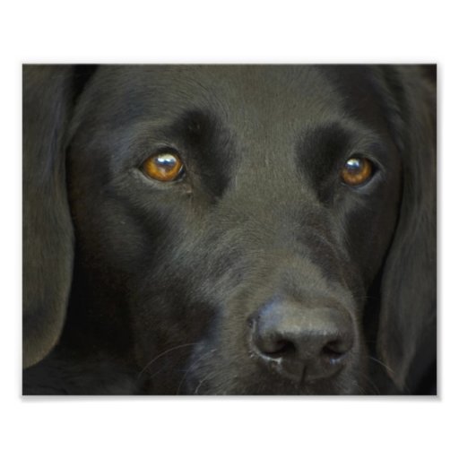 Black Labrador Dog Art Photo