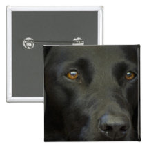 Black Labrador Dog Buttons