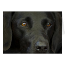 Black Labrador Dog Cards