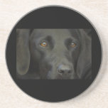 Black Labrador Dog Drink Coaster