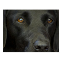 Black Labrador Dog Post Card