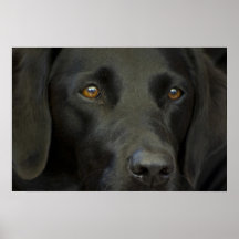 Black Labrador Dog Print