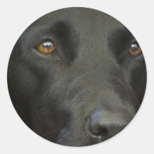 Black Labrador Dog Stickers