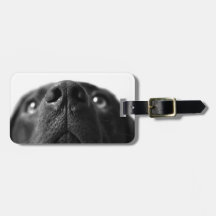 Black Labrador nose up close