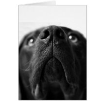 Black Labrador nose up close Card