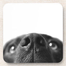 Black Labrador nose up close Drink Coasters