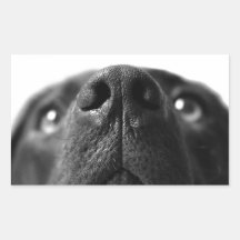 Black Labrador nose up close Rectangle Sticker