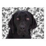 Black Labrador Retriever Photo