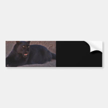 BLACK LEOPARD BUMPER STICKER