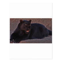 BLACK LEOPARD POST CARDS
