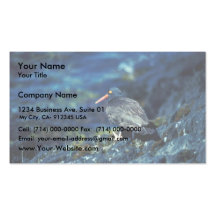 Black oystercatcher business cards