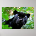 Black Panther Posters