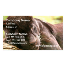 Black Panther Sleeping Business Card