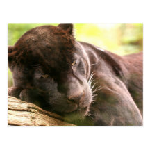 Black Panther Sleeping Postcard