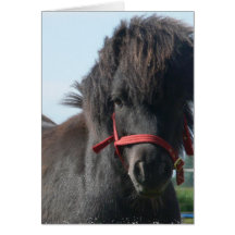 Black Pony Greeting Card