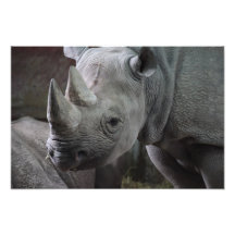 Black Rhinoceros Photo