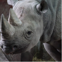 Black Rhinoceros Photo Photo Cut Out
