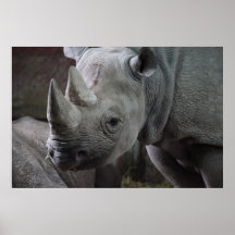 Black Rhinoceros Photo Print