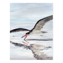 Black Skimmer Postcards