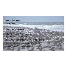 Black skimmers and sandwich terns business card templates
