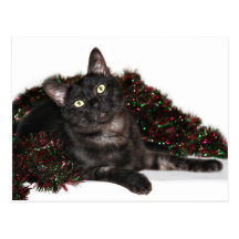 Black smoke cat Christmas Post Card