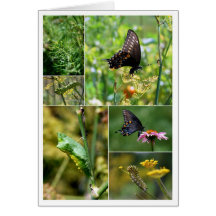 Black Swallowtail Butterfly Lifecycle Collage Greeting Cards