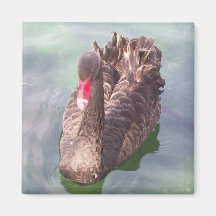 Black Swan 2 Magnet