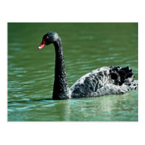 Black swan, Australia postcards