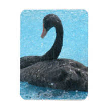 Black Swan Premium Magnet