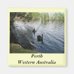 Black Swans, Perth Magnet