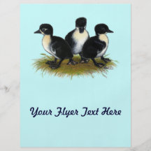 Black Swedish Ducklings Full Color Flyer