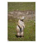 Black-tailed Prairie Dog Photo Print