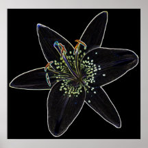 Black-Velvet Lily Poster