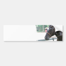 Black Warmblood  Bumper Sticker