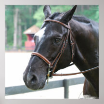 Black Warmblood  Poster
