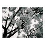 Black & White Blooms Post Cards