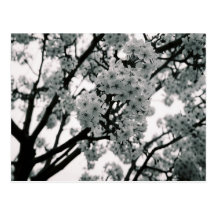 Black & White Blooms Post Cards