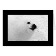Black White Christmas Cards | Black White Holiday