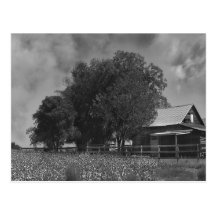 Black & White Cotton Field Postcard