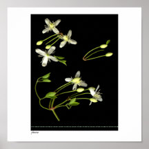 Black & White floral print
