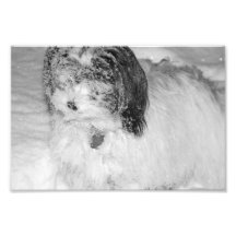 Black & White Photography Dog in a Fresh Snowfall