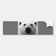 Black & White Polar Bear Bumper Stickers