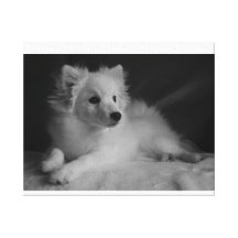 Black & White portrait Japanese Spitz Gallery Wrap Canvas