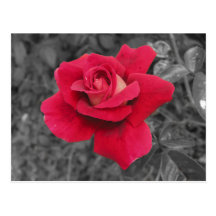 Black White Red Rose Notes Card Post Cards