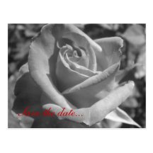 Black & White Rose Save the Date Post Cards