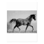 Black & White Walking Horse Post Cards