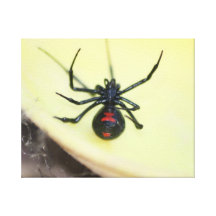 Black Widow canvas Stretched Canvas Print